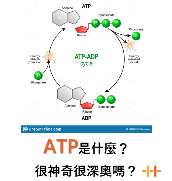 ATP是什麼?