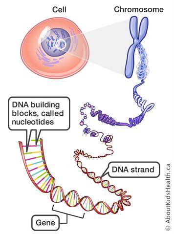 DNA和mRNA