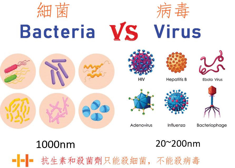 細菌和病毒