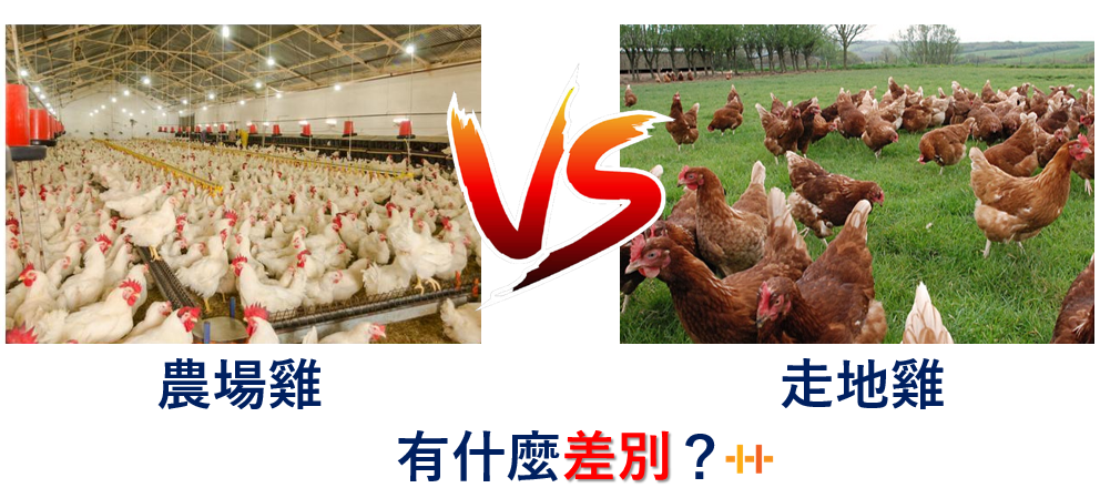 農場雞與走地雞有什麼差別？