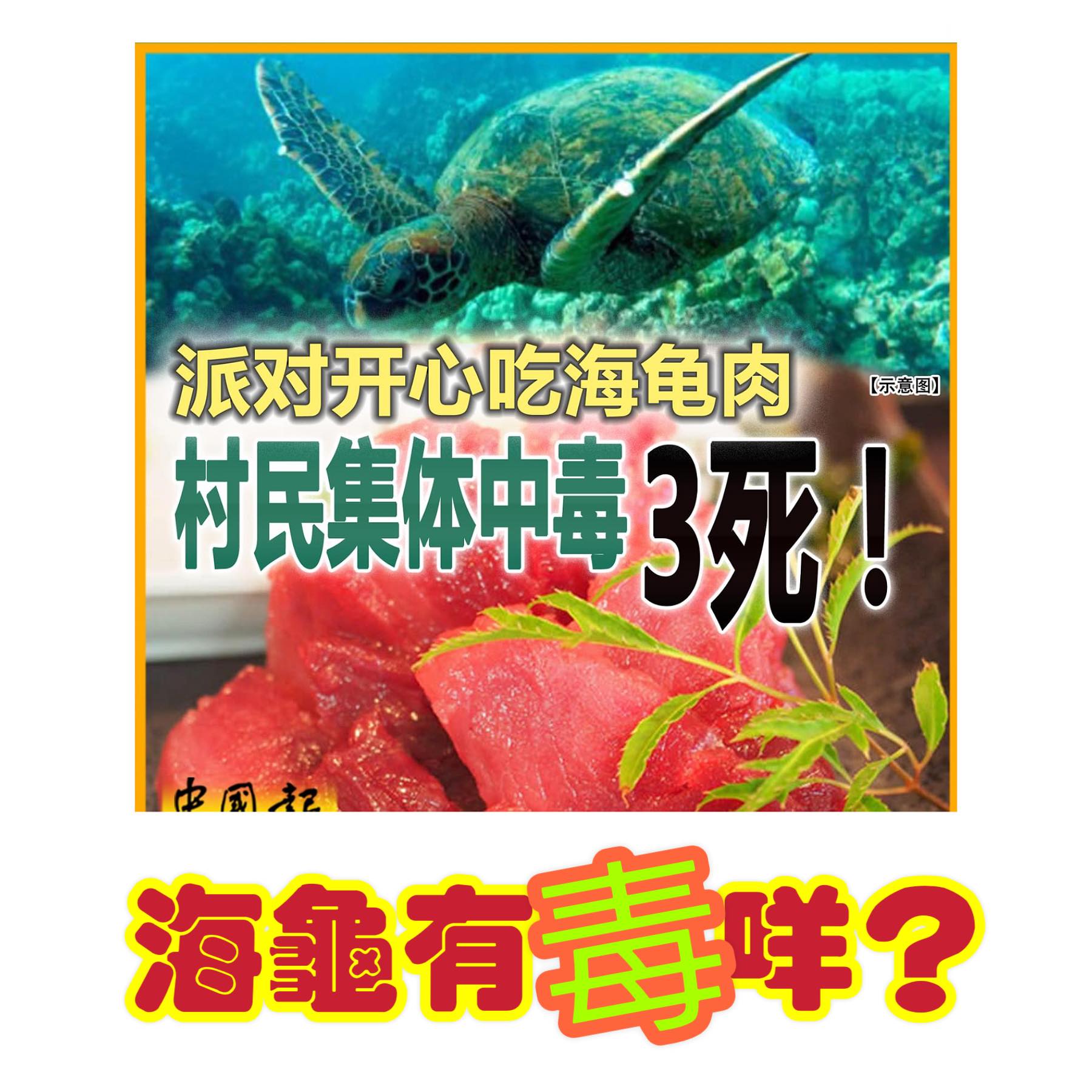 海龜有毒?