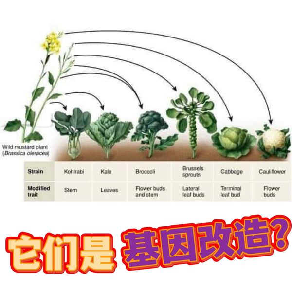 蔬菜基因改良