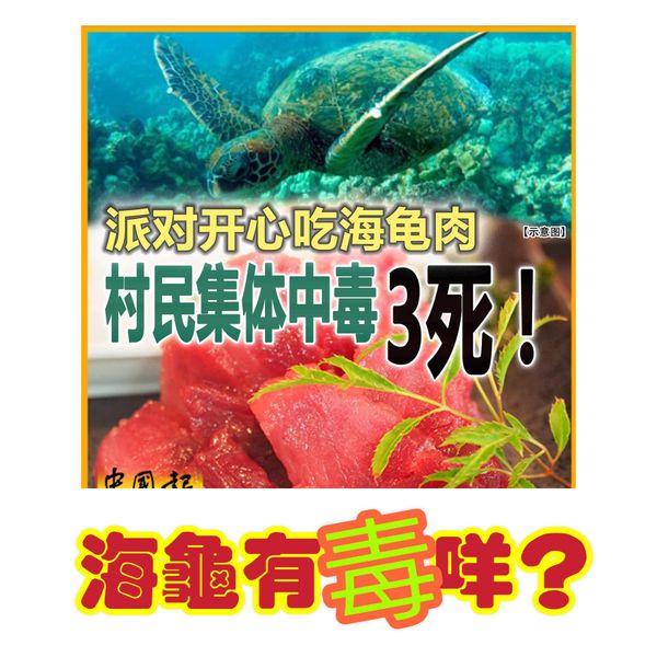 海龜有毒？